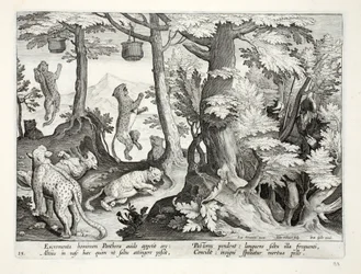 Greedy panthers eat human excrement suspended from trees by shepherds, and die, illustration from 
